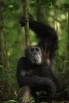 Chimpanzees are genetically adapted to local habitats and infections such as malaria 2