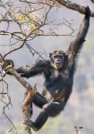 Chimpanzees are genetically adapted to local habitats and infections such as malaria 3