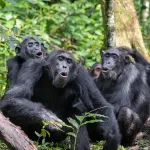 Chimpanzees combine calls to communicate new meaning 2