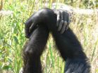 Chimpanzees create social traditions