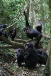 Chimpanzees gesture back and forth quickly like in human conversations
