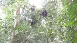 Chimpanzees gesture back and forth quickly like in human conversations 2