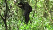 Chimpanzees have favorite 'tool set' for hunting staple food of army ants 2