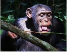 Chimpanzees have favorite 'tool set' for hunting staple food of army ants 3