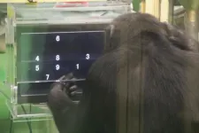 Chimpanzees perform better on challenging computer tasks when they have an audience