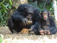 Chimpanzees perform the same complex behaviors that have brought humans success