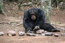 Chimpanzees perform the same complex behaviors that have brought humans success 2