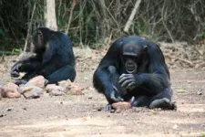 Chimpanzees perform the same complex behaviors that have brought humans success 3