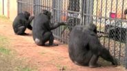 Chimpanzees spontaneously initiate and maintain cooperative behavior