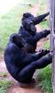 Chimpanzees spontaneously initiate and maintain cooperative behavior 3