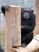 Chimps like listening to music with a different beat, research finds