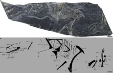 China Jurassic fossil discovery sheds light on bird origin 2