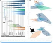 China Jurassic fossil discovery sheds light on bird origin 3