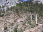 Chinas old-growth forests vanishing despite government policies, Dartmouth research shows