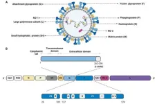 Chinese Medical Journal review provides insights into respiratory syncytial virus