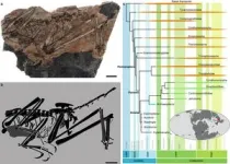 Chinese paleontologists find new fossil link in bird evolution 2