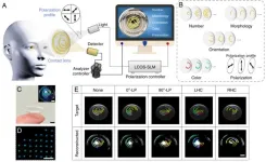 Chinese researchers make breakthrough in artificial chiral structural-color microdomes