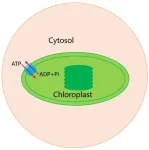 Chinese scientists explain energy transfer mechanism in chloroplasts and its evolution