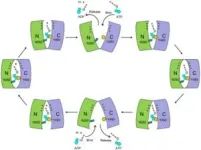 Chinese scientists explain energy transfer mechanism in chloroplasts and its evolution 2