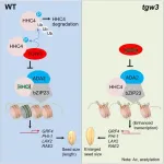 Chromatin modifier-centered pathway points to higher crop yield