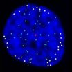 Chromosome anchors organize DNA during cell division