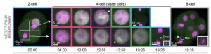 Chromosome copying errors pinpointed in embryo development