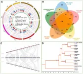 Chromosome-scale genome sequence of Suaeda glauca sheds light on salt stress tolerance in halophytes