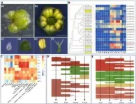 Chromosome-scale genome sequence of Suaeda glauca sheds light on salt stress tolerance in halophytes 2