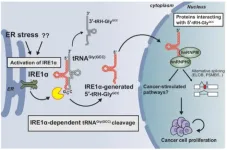 Chung-Ang University researchers unveil the biogenesis and role of transfer RNA fragments in cancer progression