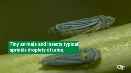 Cicadas’ unique urination unlocks new understanding of fluid dynamics