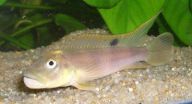 Cichlid fish: How does the swim bladder affect hearing?