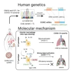 CiDRE renders alveolar macrophages susceptible to SARS-CoV-2 invasion