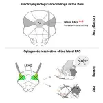 Circadian clock gene helps mice form memories better during the day 2