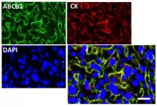 Circadian clock in the mouse placenta