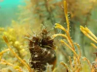 Citizen scientists contribute vital information about 35 seahorse species: their geographic ranges, habitats, and pregnancy seasonality 2