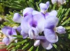 Citizen scientists discover new plant species in the Cape Floral Kingdom