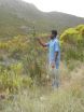 Citizen scientists discover new plant species in the Cape Floral Kingdom 2