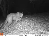 City and highway lights threaten mountain lion habitats