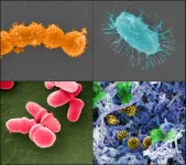 City microbes surviving on disinfectants, research reveals