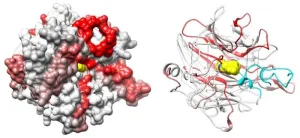 City of Hope preclinical study uncovers two proteins’ crucial role in causing cancer cell growth