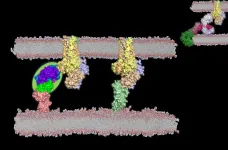 City of Hope scientists devise novel strategy to seek and destroy leukemia stem cells