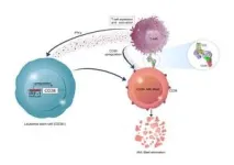 City of Hope scientists devise novel strategy to seek and destroy leukemia stem cells 2