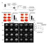 CityU neuroscientists uncover the therapeutic potential of low-dose ionizing radiation for traumatic brain injury and ischemic stroke