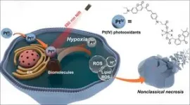 CityU researchers develop novel photo-oxidation therapy for anticancer treatment 2