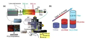 CityU researchers develop ultra-sensitive photoacoustic microscopy for wide biomedical application potential