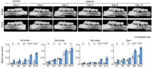 Clarifying the cellular mechanisms underlying periodontitis with an improved animal model 2