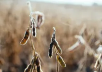 Cleaner air has boosted US corn and soybean yields, Stanford-led research shows