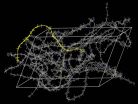 Clearing a path for electrons in polymers: Closing in on the speed limits