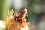 Clemson scientists stopping small insects from doing big damage to corn 2