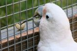 Clever cockatoo with skilled craftmanship